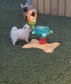 Super mooie lieve pomeriaan pups, Overige rassen, 8 tot 15 weken, CDV (hondenziekte), Meerdere