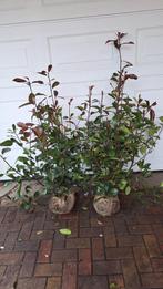 Photinia fraseri red robin. Glansmispel, Ophalen of Verzenden, Overige soorten, 100 tot 250 cm
