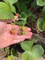 Biologische framboos aardbeien / witte aardbeien plantjes, Ophalen, Volle zon, Vaste plant, Zomer
