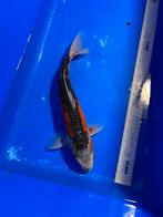 Shusui - 35/40 cm - koi karper, Dieren en Toebehoren, Karper of Koi