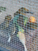 gezocht kanarie poppen  regio oss, Dieren en Toebehoren, Vogels | Kanaries, Vrouwelijk