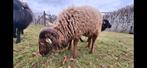 Ouessant stamboek dekrammen, Mannelijk, Schaap, 0 tot 2 jaar