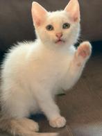 Wij mogen verhuizen wij zijn 11 weken lief sociaal speels, Dieren en Toebehoren, Katten en Kittens | Overige Katten