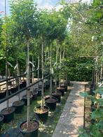 Bolvorm portugese laurier 180 stam Groenblijvend, Ophalen, Bloeit niet, Halfschaduw, 100 tot 250 cm