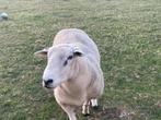 Swifter Stamboek dekram te koop, Mannelijk, Schaap