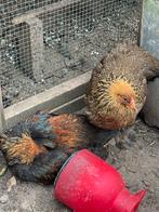 Stel Brahma kriel meerzomig patrijs, Dieren en Toebehoren, Meerdere dieren, Kip