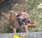 Prachtige Merle Franse Bulldog pups, Dieren en Toebehoren, Honden | Bulldogs, Pinschers en Molossers, CDV (hondenziekte), 8 tot 15 weken