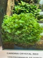 Levermos, Dieren en Toebehoren, Vissen | Aquaria en Toebehoren, Ophalen of Verzenden, Zo goed als nieuw, Plant(en), Steen of Hout