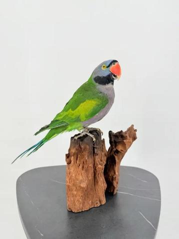 Opgezette Derbyan parkiet op hout - Wildernis Atelier beschikbaar voor biedingen