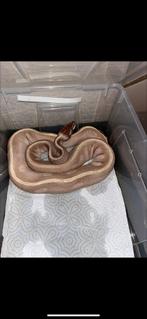 Python Puple pasion vrouw 6 jaar oud, Dieren en Toebehoren, Ophalen of Verzenden, Zo goed als nieuw