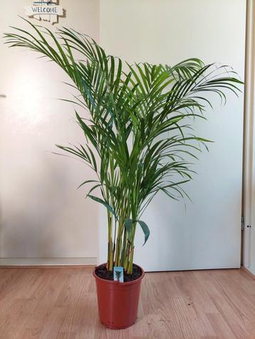 Dypsis Lutescens - Areca Palm / Goudpalm H: 115 cm. beschikbaar voor biedingen