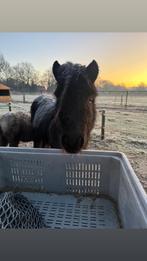 Verzorg shetlander aangeboden regio heesch, Dieren en Toebehoren, Paarden en Pony's | Overige Paardenspullen, Ophalen of Verzenden