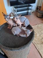 Sphynx Canadees, Dieren en Toebehoren, Meerdere dieren, Gechipt, 0 tot 2 jaar