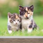 Kittens - Gezocht!  (21-22-23 maart), Kater, Kortharig, 0 tot 2 jaar