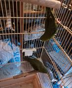 Een paar vogels dat niet broedt, Dieren en Toebehoren, Vogels | Parkieten en Papegaaien, Meerdere dieren, Papegaai