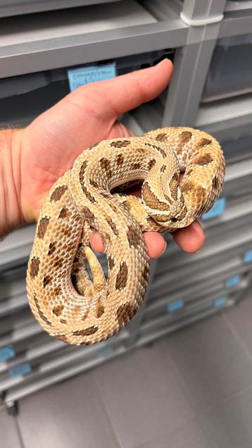 1.1 Heterodon nacius haakneus koppel beschikbaar voor biedingen