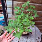 Ribus bonsai, Tuin en Terras, Ophalen of Verzenden, Bloeit niet, Overige soorten, Minder dan 100 cm