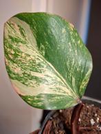 Philodendron strawberry shake stek, Ophalen