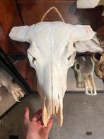 Buffel skelet, Ophalen of Verzenden, Zo goed als nieuw, Beeldje of Figuurtje