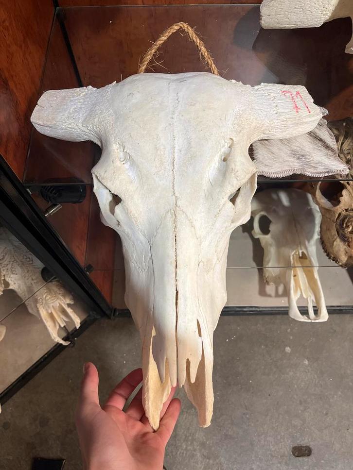 Buffel skelet, Verzamelen, Dierenverzamelingen, Zo goed als nieuw, Beeldje of Figuurtje, Ophalen of Verzenden