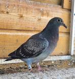 2 jongen Speenklaar (nog 1 beschikbaar), Dieren en Toebehoren, Vogels | Duiven, Meerdere dieren
