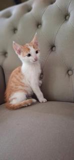Jonge kittens!, Meerdere dieren, Ontwormd, 0 tot 2 jaar