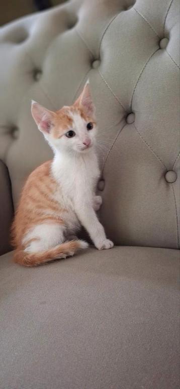 Jonge kittens! beschikbaar voor biedingen