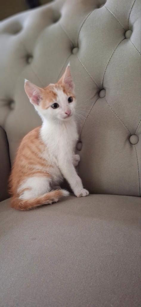 Jonge kittens!, Dieren en Toebehoren, Katten en Kittens | Raskatten | Langhaar, Meerdere dieren, 0 tot 2 jaar, Ontwormd