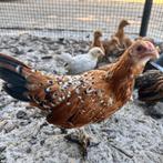 sabelpootkriel kip hen porselein, Dieren en Toebehoren, Vrouwelijk, Kip