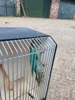 0-1 turquoise split grijsgroen bruinoor parkiet 2025, Dieren en Toebehoren, Vogels | Parkieten en Papegaaien, Meerdere dieren