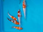 Koi karpers, Dieren en Toebehoren, Vissen | Vijvervissen, Karper of Koi