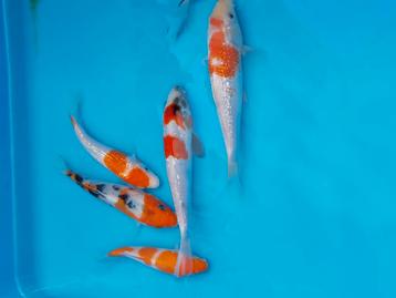 Koi karpers  beschikbaar voor biedingen