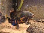 tijger oscar pauwoogcichlide pauwoog 18cm, Dieren en Toebehoren, Vissen | Aquariumvissen, Vis, Zoetwatervis