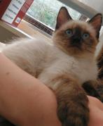 Nog 4 lieve poesjes, Dieren en Toebehoren, Katten en Kittens | Raskatten | Langhaar, Poes, Ontwormd, 0 tot 2 jaar