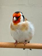 Putters, Dieren en Toebehoren, Vogels | Overige Vogels, Meerdere dieren, Wildzangvogel, Geringd