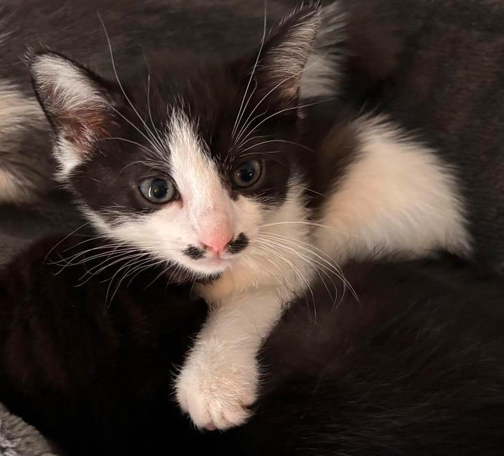 Een lieve kitten te koop!, Dieren en Toebehoren, Katten en Kittens | Raskatten | Korthaar, Meerdere dieren, 0 tot 2 jaar, Ontwormd