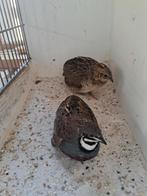 Koppel Chinese dwergkwartels, Meerdere dieren, Tropenvogel