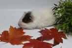 Cavia's super lief en super tam., Cavia, Meerdere dieren, Tam, September