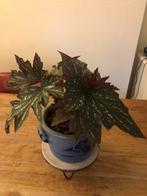 Begonia Aconitifolia Sophie Cecile, Huis en Inrichting, Ophalen of Verzenden, Overige soorten, Minder dan 100 cm