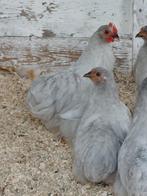 Chochin haantje kriel  grijs, Dieren en Toebehoren, Pluimvee, Mannelijk, Kip