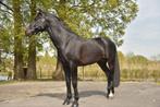 Bijrijder of verzorger gezocht, Diensten en Vakmensen, Dieren | Paarden | Verzorging, Oppas en Les