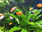 Jonge platy's, Vis, Zoetwatervis, Schoolvis