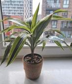 Dracaena Lemon Lime 25cm in 11cm pot kamerplant houseplant, Huis en Inrichting, Kamerplanten, Ophalen, Overige soorten, Minder dan 100 cm