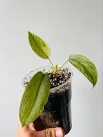 Philodendron florida ghost plantje geworteld, Huis en Inrichting, Kamerplanten, Ophalen of Verzenden
