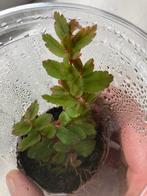 Terrarium plant begonia miniata, Huis en Inrichting, Kamerplanten, Ophalen of Verzenden, Halfschaduw, Minder dan 100 cm