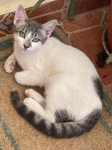 ACE: Luna is een zelfstandige jongedame beschikbaar voor biedingen