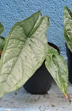 Alocasia Dragon Breath - Jonge Plantjes, Overige soorten, Vaste plant, Ophalen of Verzenden, Bloeit niet
