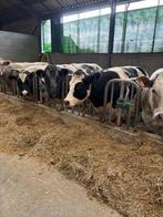 10 dikbil koeien, Dieren en Toebehoren, Runderen, Meerdere dieren, 0 tot 2 jaar