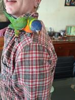 Jonge lori van de blauwe bergen, Dieren en Toebehoren, Vogels | Parkieten en Papegaaien, Geslacht onbekend, Papegaai