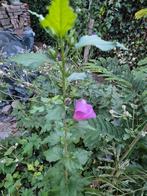 Hibiscus paars bloeiend, Vaste plant, Halfschaduw, Zomer, Ophalen